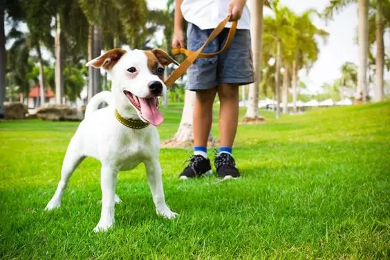 Socialização de Pets