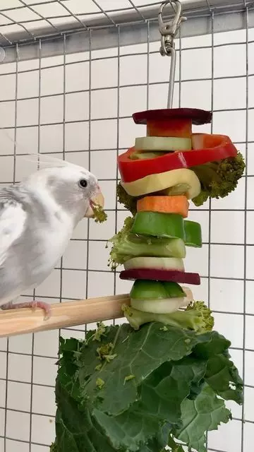 nutrição para aves