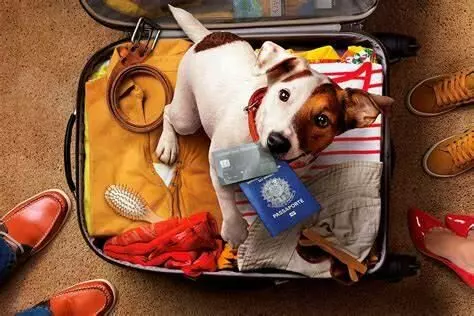 viajar com pets