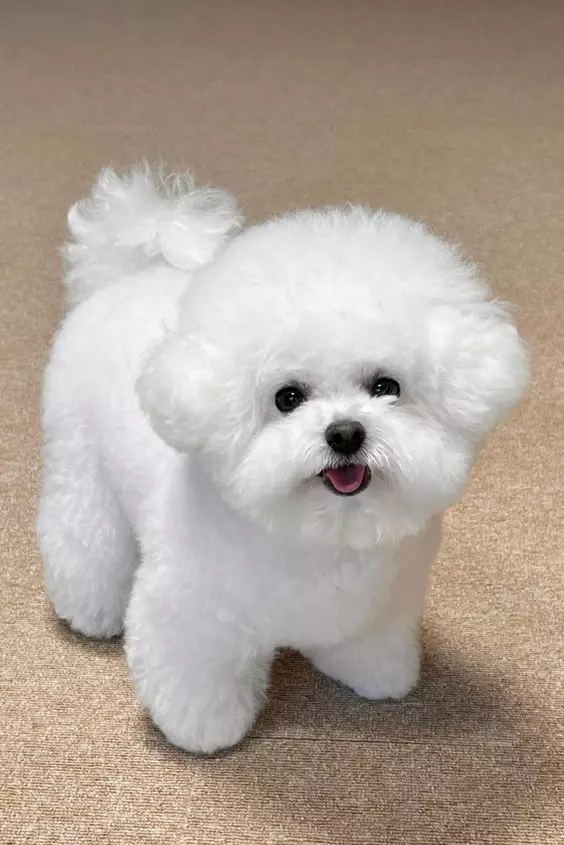 Bichon Frisé