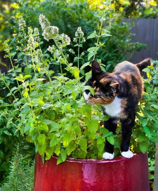 O Que é Catnip