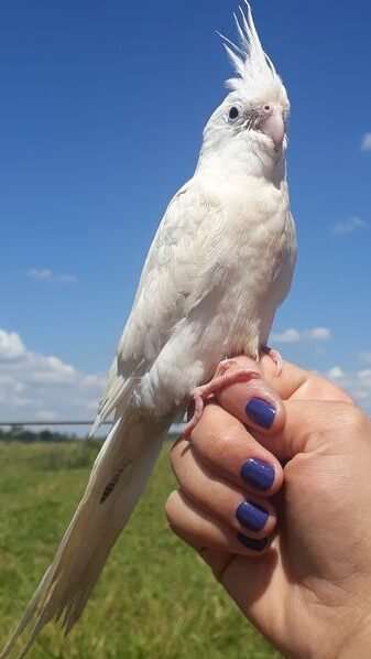 Nomes Criativos para Passarinhos