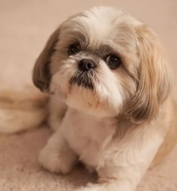 Shih Tzu