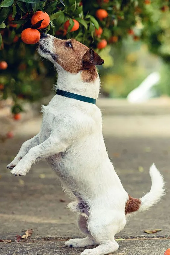 Cachorro Pode Comer Laranja com Bagaço