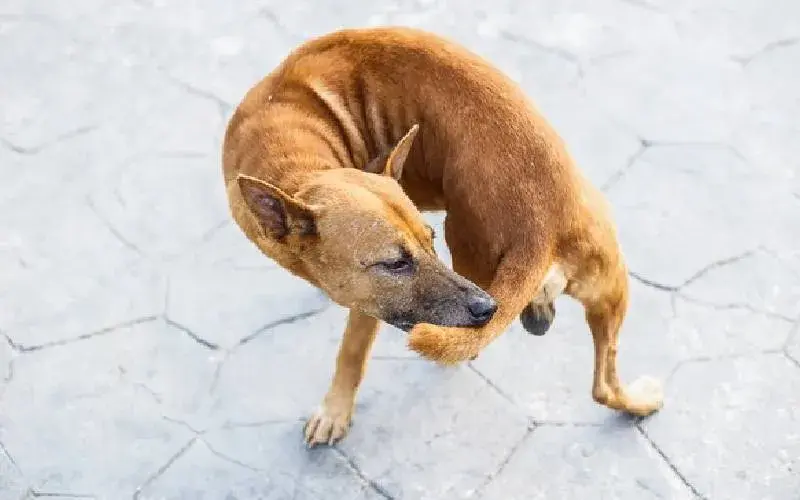 Cachorro Tem Autismo