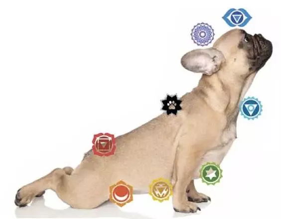 Reiki para Animais