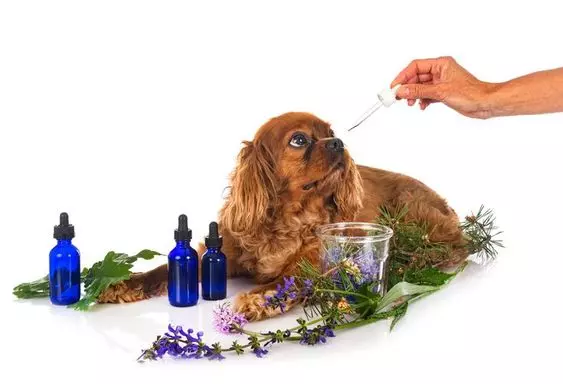 Aromaterapia para Pets