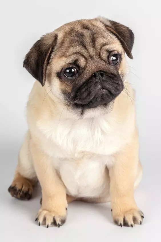 Pug