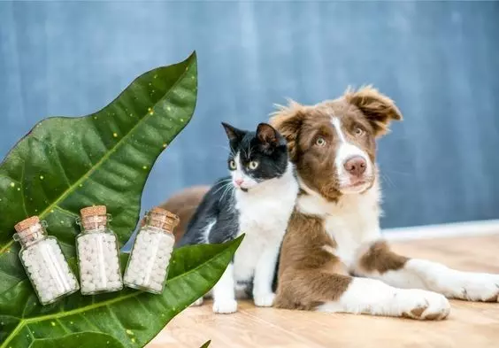 Homeopatia Veterinária