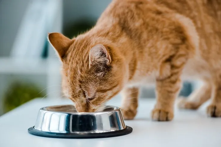 gato 3: O Que Gato Não Pode Comer