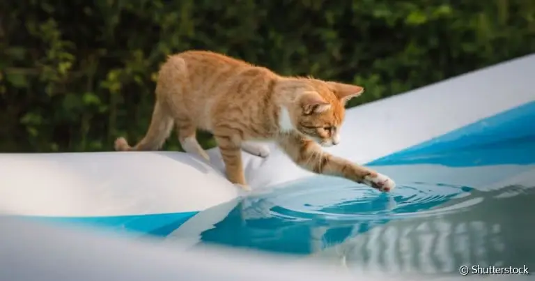 gato agua 2: Por Que Gato Não Gosta de Água