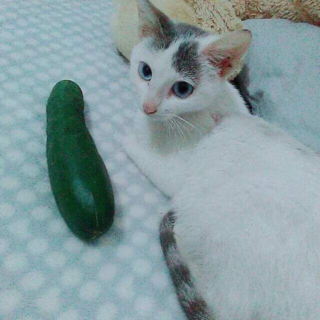 pepino: Por Que Gato Tem Medo de Pepino